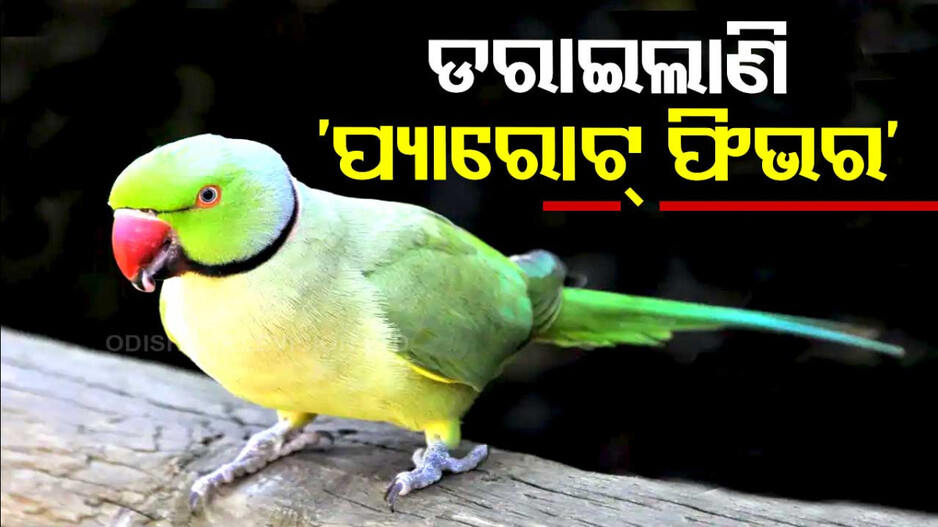 ‘ପ୍ୟାରୋଟ୍‌ ଫିଭର’ ନେଉଛି ଜୀବନ ! ଅନେକଙ୍କ ମୃତ୍ୟୁ ପରେ ବାଜିଲାଣି ସତର୍କ ଘଣ୍ଟି...