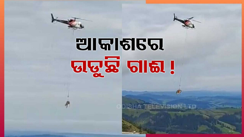 ଆକାଶରେ ଉଡୁଛି ଗାଈ; ଭିଡ଼ିଓ ଦେଖି ଆଶ୍ଚର୍ଯ୍ୟ ହେଲେ ଲୋକ !