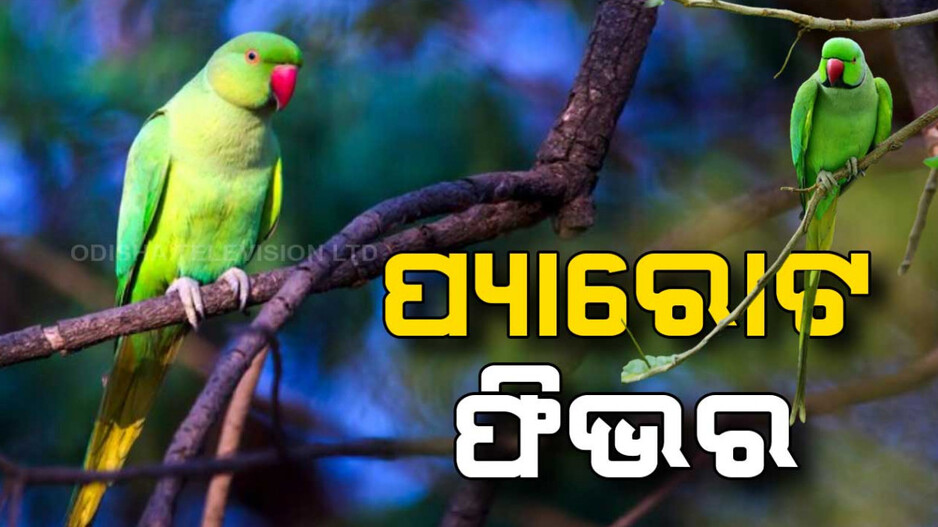 ପ୍ୟାରୋଟ ଫିଭର