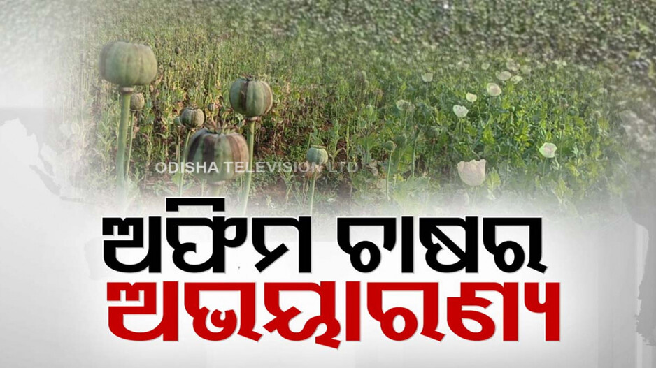 ଅଫିମ ଚାଷର ହବ୍‌ ପାଲଟିଛି ଶିମିଳିପାଳ, ୨ ମାସରେ ନଷ୍ଟ କରାଗଲାଣି ୨୦ କୋଟିର ଅଫିମ ଗଛ