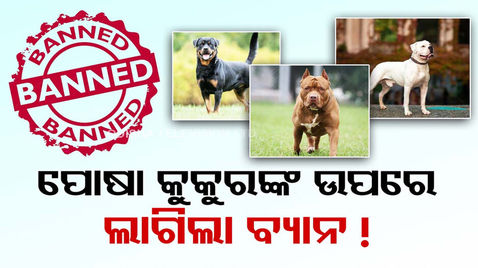କେନ୍ଦ୍ରର କଡ଼ା ନିର୍ଦ୍ଦେଶ; ଏଣିକି ଘରେ ପାଳିପାରିବେନି ଏହି ପ୍ରଜାତିର କୁକୁର