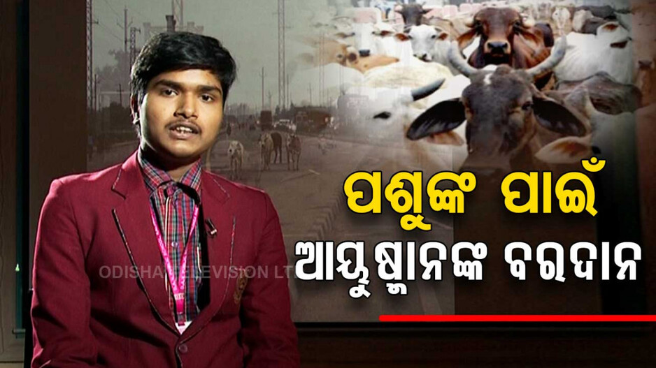 ବୁଲା ଗାଈଗୋରୁ ଓ ପଶୁଙ୍କ ପାଇଁ ଆୟୁଷ୍ମାନଙ୍କ ବରଦାନ