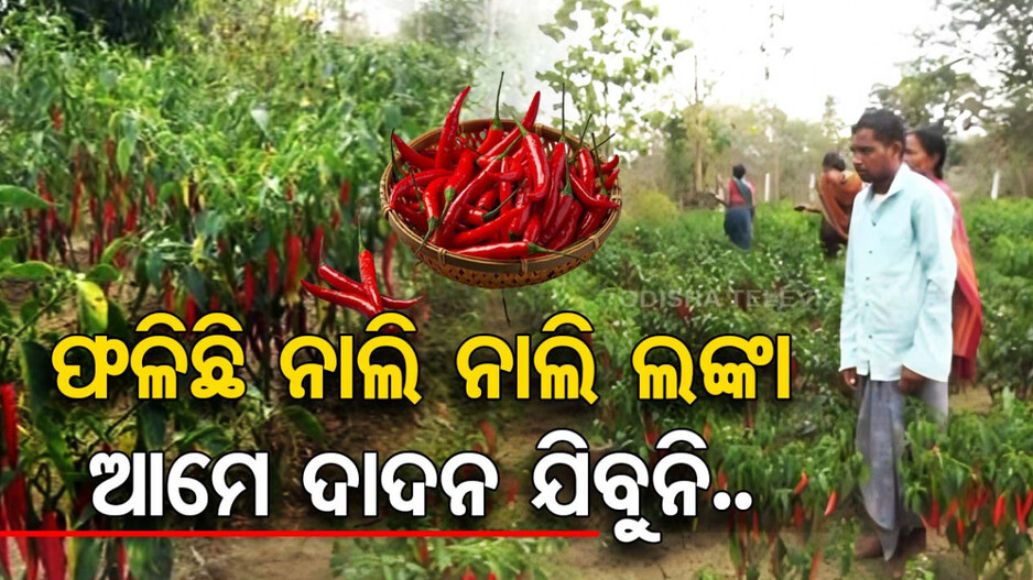 ଏମିତି ଚାଷୀ ପାଲଟିଲେ ଦାଦନ ଶ୍ରମିକ