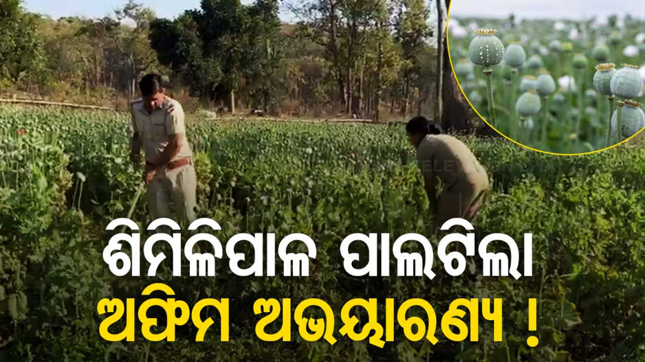 ଯୁଆଡେ ଦେଖିଲେ ସିଆଡେ ଖାଲି ଅଫିମ ଗଛ