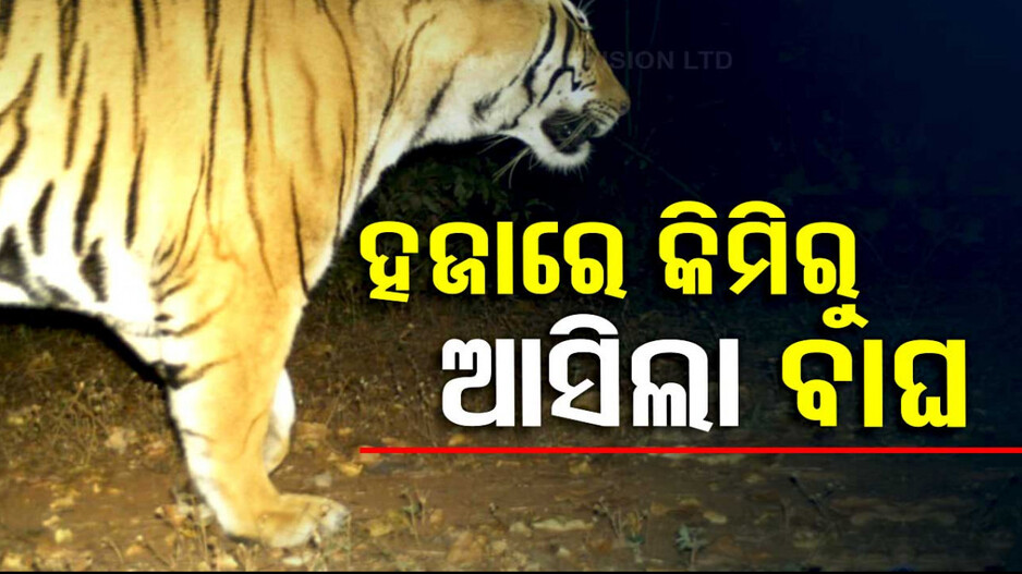 ହଜାରେ କିଲୋମିଟର ଅତିକ୍ରମ କରି ସୁନ୍ଦରଗଡ଼ ଆସିଛି ମହାବଳ, ତିଆରି କରିଛି ନିଜ ଇଲାକା