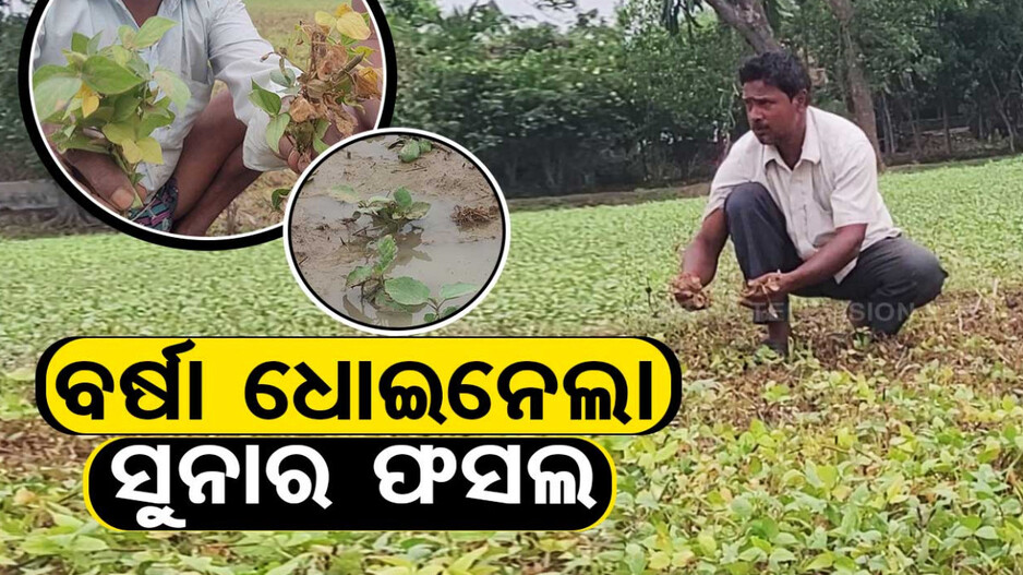 ବର୍ଷା ଧୋଇନେଲା ସୁନାର ଫସଲ, ପୋକ ଲାଗି ଫସଲ ନଷ୍ଟ