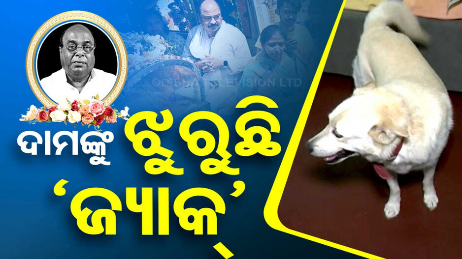 ଦାମଙ୍କ ଚଉକିର ପାଖ ଛାଡୁନି ଜ୍ୟାକ୍‌; ଫେରିବା ବାଟକୁ ଚାହିଁ ୪ଦିନ ହେଲା ଖାଉନି..