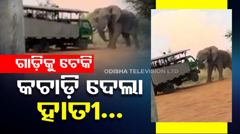 ପର୍ଯ୍ୟଟକଙ୍କ ଗାଡ଼ିକୁ ଷୁଣ୍ଢରେ ଟେକି କଚାଡ଼ି ଦେଲା ହାତୀ; ଚିତ୍କାର କଲେ ଲୋକ, ଦେଖନ୍ତୁ ଭିଡ଼ିଓ...