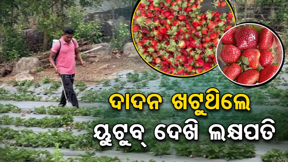 ବାହାର ରାଜ୍ୟରେ ଦାଦନ ଖଟୁଥିଲେ, ଚାଷ କରି ଲକ୍ଷପତି