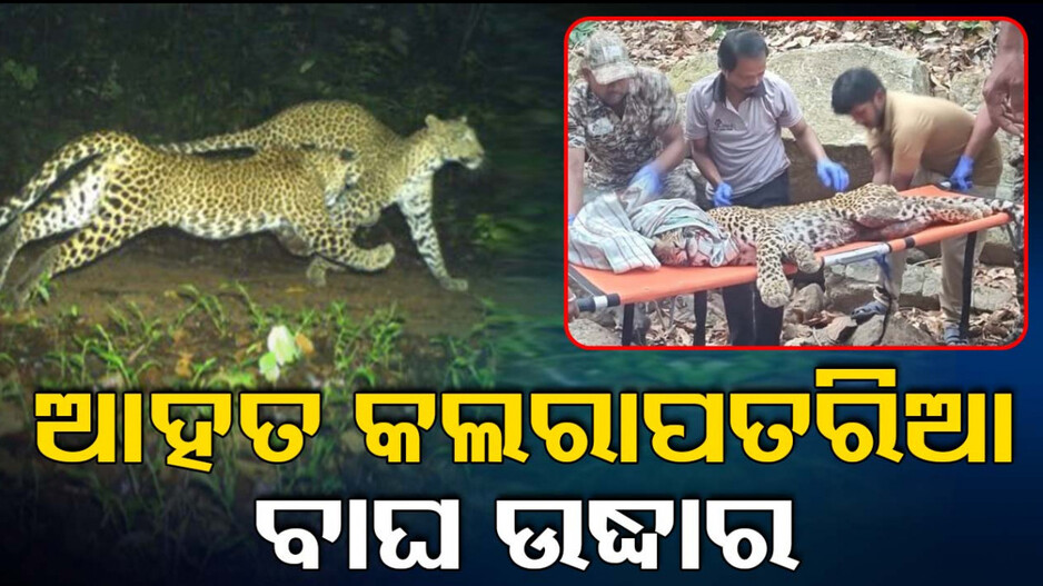 ଆହତ କଲରାପତରିଆ ବାଘକୁ ଉଦ୍ଧାର କଲା ବନ ବିଭାଗ