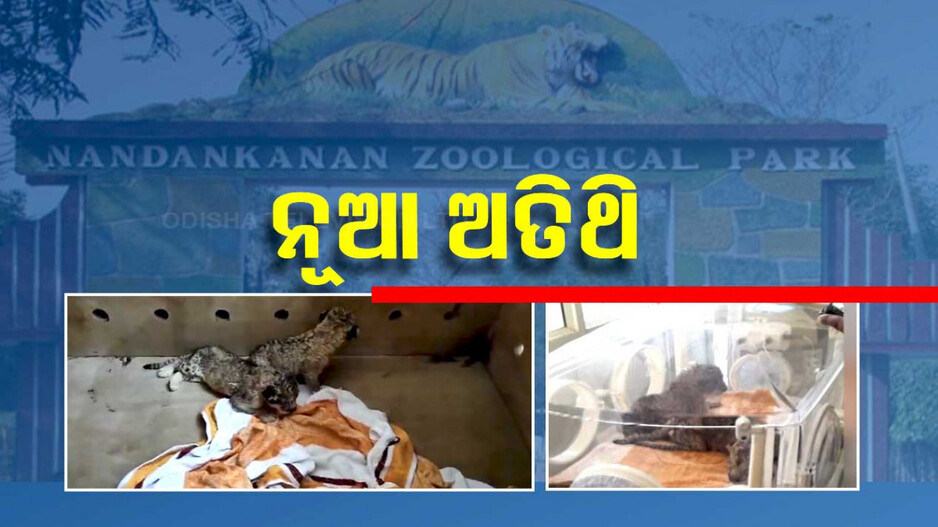 ନନ୍ଦନକାନନରେ ନୂଆ ଅତିଥି, ୩ ଛୁଆକୁ ଜନ୍ମ ଦେଲା ସିଂହୀ ‘ରେୱା’