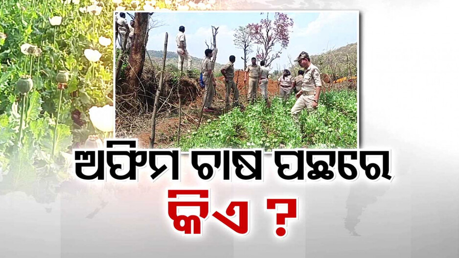 ଶିମିଳିପାଳ ଅଭୟାରଣ୍ୟ ପାଲଟିଛି ଅଫିମ ବଣ