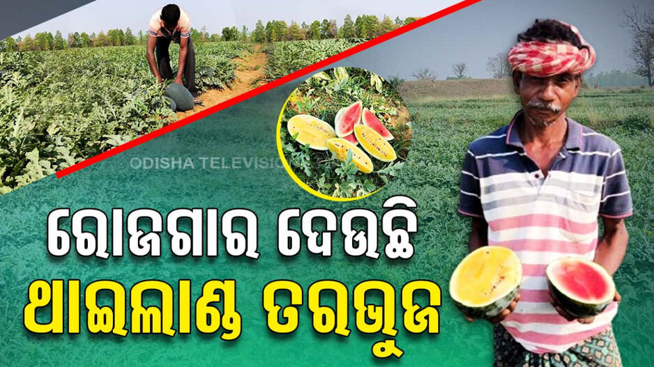 ଭଲ ରୋଜଗାର ଦେଉଛି ଥାଇଲାଣ୍ଡ ତରଭୁଜ
