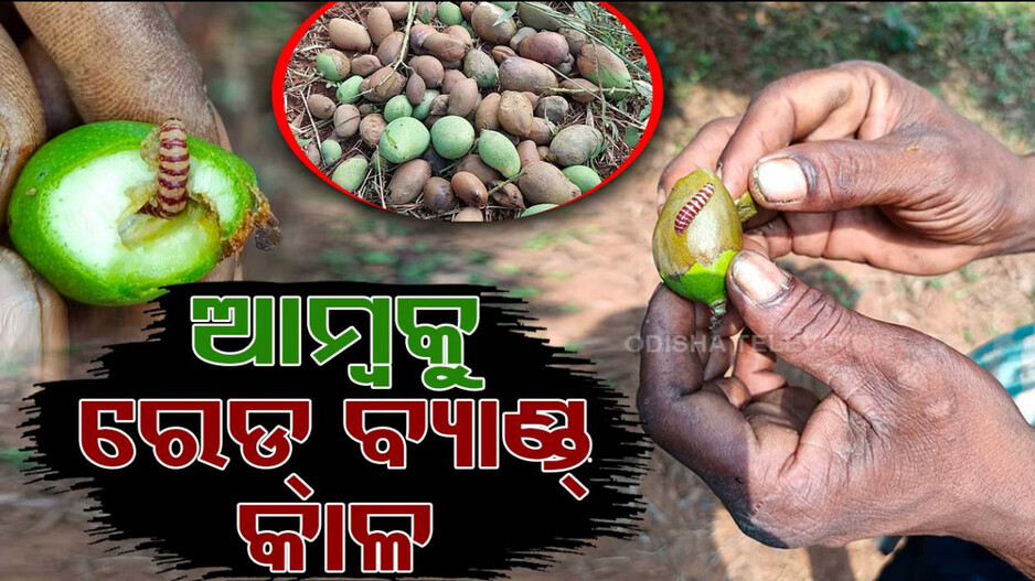 କଷି ଅବସ୍ଥାରେ ଝଡି ପଡୁଛି ଆମ୍ବ