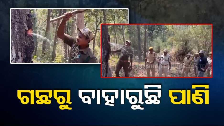 ଆଶ୍ଚର୍ଯ୍ୟ ! ପ୍ରକୃତିର ଅଦ୍ଭୁତ କରିସ୍ମା, ଗଛ କାଟିଲେ ବାହାରୁଛି ପାଣି; ଦେଖନ୍ତୁ ଭିଡ଼ିଓ...