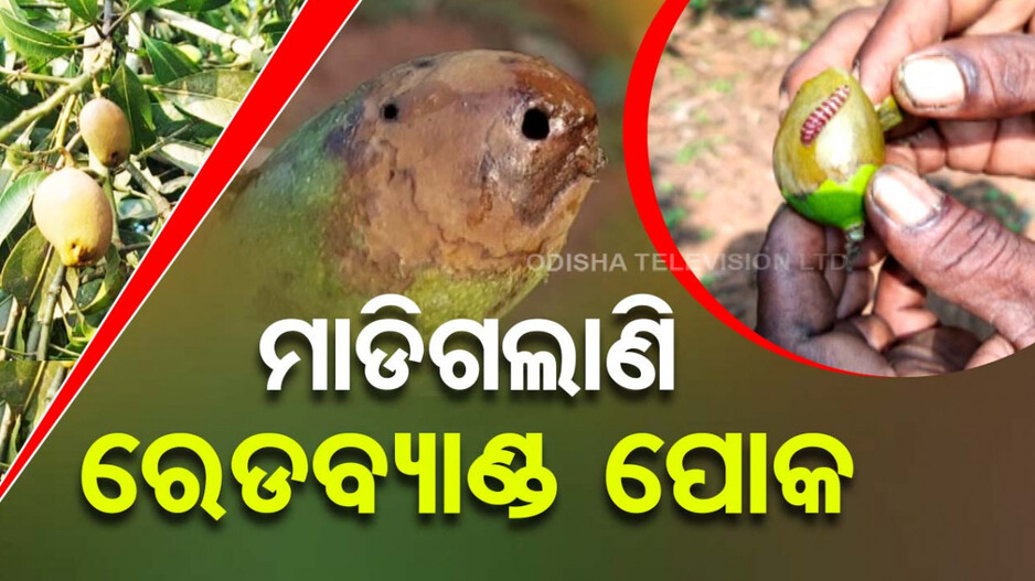 ଆମ୍ବକୁ ଘାରିଛି ବିପଦ; ବଗିଚାରେ ମାଡି ଗଲାଣି ରେଡବ୍ୟାଣ୍ଡ ପୋକ