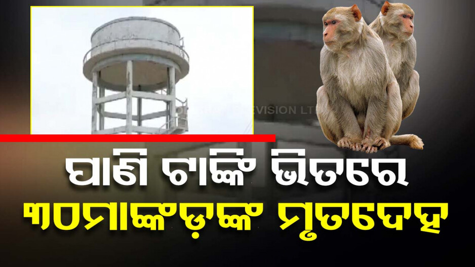 ଗୋଟିଏ କି ଦୁଇଟି ନୁହେଁ, ପାଣି ଟାଙ୍କିରୁ ମିଳିଲା ୩୦ମାଙ୍କଡ଼ଙ୍କ ମୃତଦେହ; ୨୦୦ପରିବାର ପିଉଥିଲେ ପାଣି