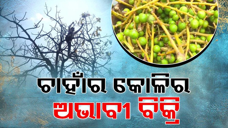 ଚାହାଁର କୋଳିର ଅଭାବୀ ବିକ୍ରି