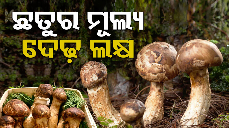 ବିଶ୍ୱର ସବୁଠୁ ଦାମୀ ଛତୁ...୧ କେଜିର ମୂଲ୍ୟ ଦେଢ଼ ଲକ୍ଷ, ଜାଣନ୍ତୁ ଏହାର ଦାମ୍‌ କାହିଁକି ଅଧିକ...