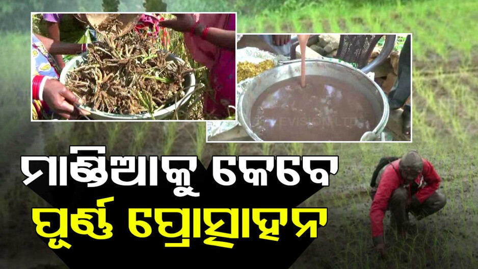 ପ୍ରୋତ୍ସାହନ ରାଶି ପାଇବା ପରେ ମଣ୍ଡିକୁ ଆସୁନି ମାଣ୍ଡିଆ !