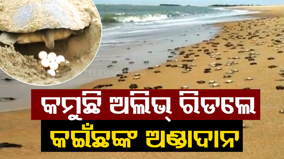 ବିଳମ୍ବ ହୋଇଛି ଅଲିଭ୍ ରିଡଲେ କଇଁଛଙ୍କ ଅଣ୍ଡାଦାନ, ଚିନ୍ତାରେ ପରିବେଶବିତ୍