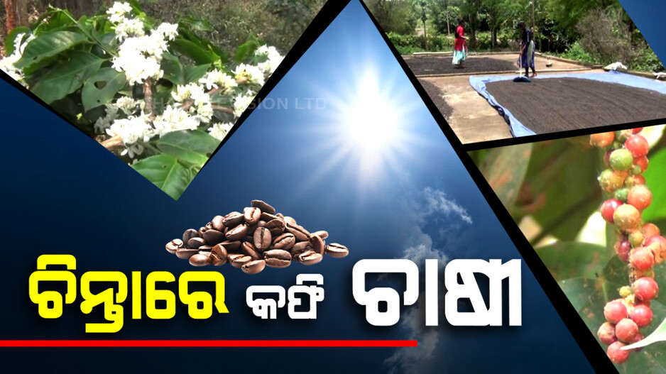 କୋରାପୁଟରେ ବଦଳୁଛି ପାଣିପାଗ, ଚିନ୍ତାରେ କଫି ଚାଷୀ