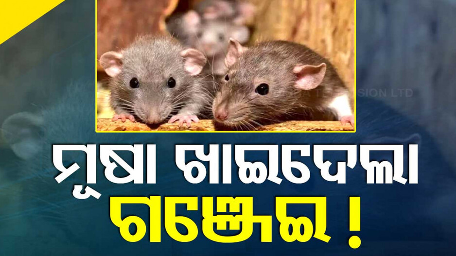 ନିଶାରେ ଚୁର ମୂଷା...ଖାଇଦେଲା ୧୯କେଜି ଗଞ୍ଜେଇ-ଭାଙ୍ଗ !