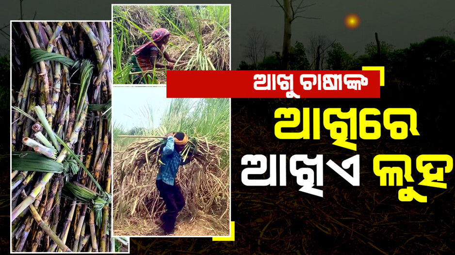 ଚାଷ ଛାଡ଼ିଲେଣି ଚାଷୀ