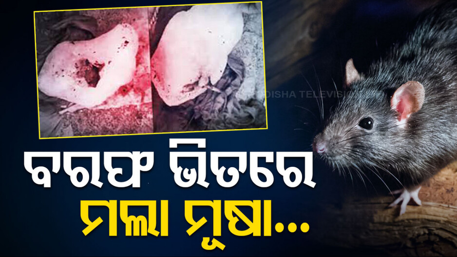 ଥଣ୍ତା ପାନୀୟ ପିଉଥିଲେ ସାବଧାନ ! ବରଫ ଭିତରୁ ବାହାରିଲା ମଲା ମୂଷା...