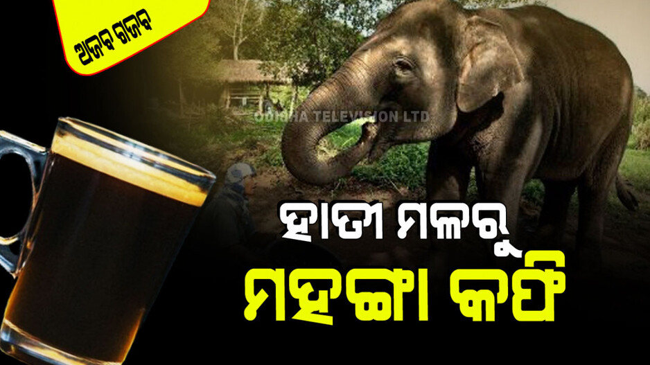 Ajab Gajab: ହାତୀ ମଳରୁ ତିଆରି ହେଉଛି ମହଙ୍ଗା କଫି; ଜାଣନ୍ତୁ ପ୍ରସ୍ତୁତି ପ୍ରଣାଳି
