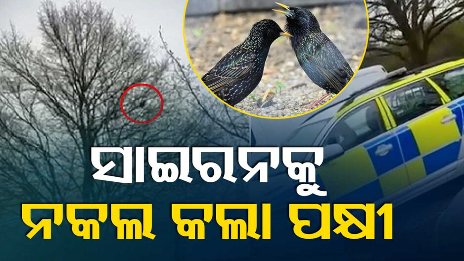 ସାଇରନକୁ ଅବିକଳ ନକଲ କଲା ପକ୍ଷୀ, ଯାନ୍ତ୍ରିକ ତ୍ରୁଟି ଭାବିଲା ପୋଲିସ