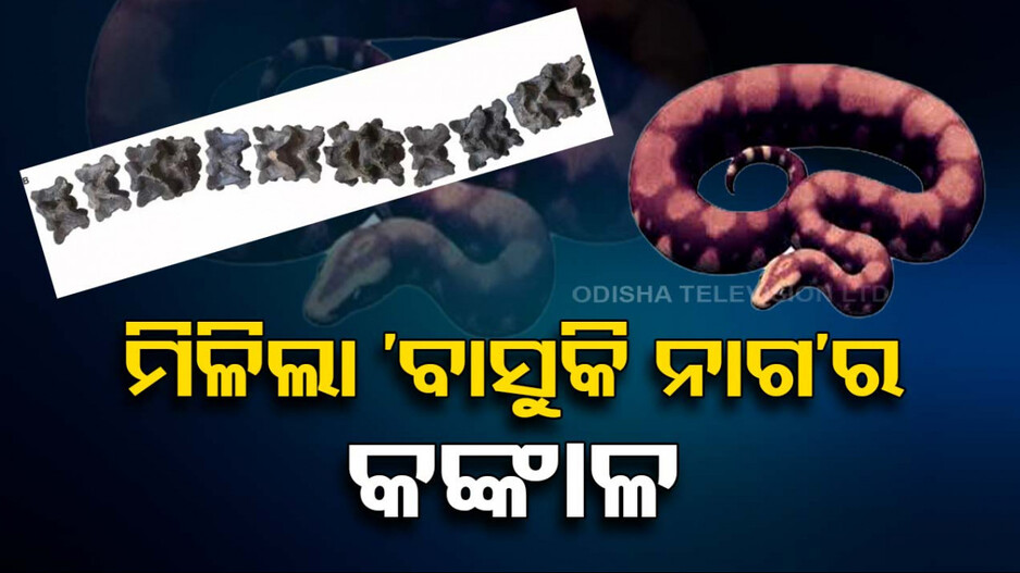 କଚ୍ଛରୁ ମିଳିଲା ବାସୁକି ନାଗର ଜୀବାଶ୍ମ, ଆନାକୋଣ୍ଡା ଓ ଡାଇନୋସରଠୁ ବି ବଡ଼