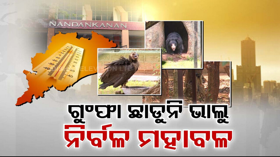 ସିମ୍ପାଞ୍ଜି ଖୋଜୁଛି ତାତିରୁ ମୁକ୍ତି, ମହାବଳ ପୂରା ନିର୍ବଳ; କାଉନ୍ଦା ନନ୍ଦନକାନନ ଜୀବଜନ୍ତୁ