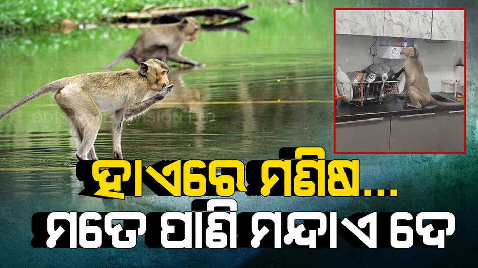 କିଚେନରେ ପଶିଛି ମାଙ୍କଡ ଢୋକେ ପାଣି ପିଇବ...