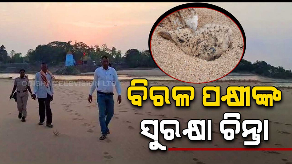 ବିରଳ ପକ୍ଷୀ, ଖୁଣ୍ଟୁଣୀ ବନାଞ୍ଚଳରେ ପାଣିଚିରି