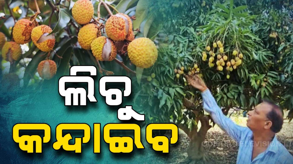 ଚିନ୍ତାରେ ଲିଚୁ ଚାଷୀ, ଅମଳ ପୂର୍ବରୁ ନଷ୍ଟ ହେଲାଣି ପେନ୍ଥା ପେନ୍ଥା ଲିଚୁ