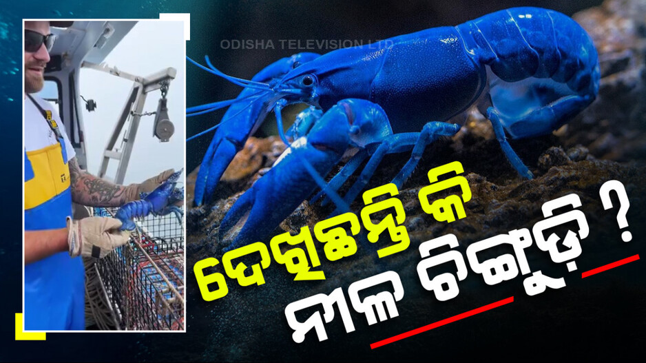 ଦେଖିଛନ୍ତି କି ନୀଳ ଚିଙ୍ଗୁଡ଼ି ?