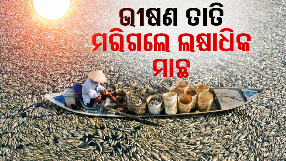 ଏକାସାଙ୍ଗରେ ମରିଗଲେ ଲକ୍ଷାଧିକ ମାଛ