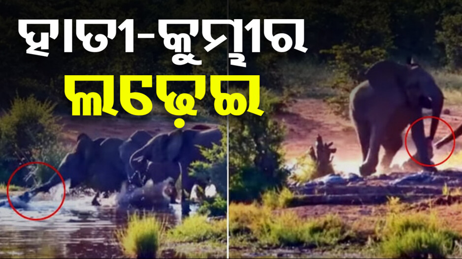 ନଦୀରେ ପାଣି ପିଉଥିଲେ ହାତୀ ପଲ, ହଠାତ୍ କୁମ୍ଭୀର କଲା ଏମିତି..ଦେଖନ୍ତୁ ଭିଡିଓ