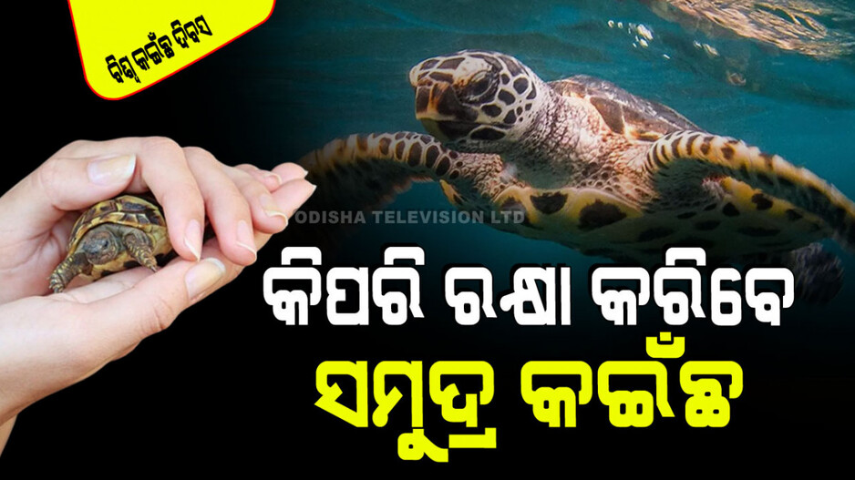 World Turtle Day 2024: ସମୁଦ୍ର କ‍ଇଁଛଙ୍କ ସୁରକ୍ଷା କରିବା ନେଇ ୫ଟି ଉପାୟ