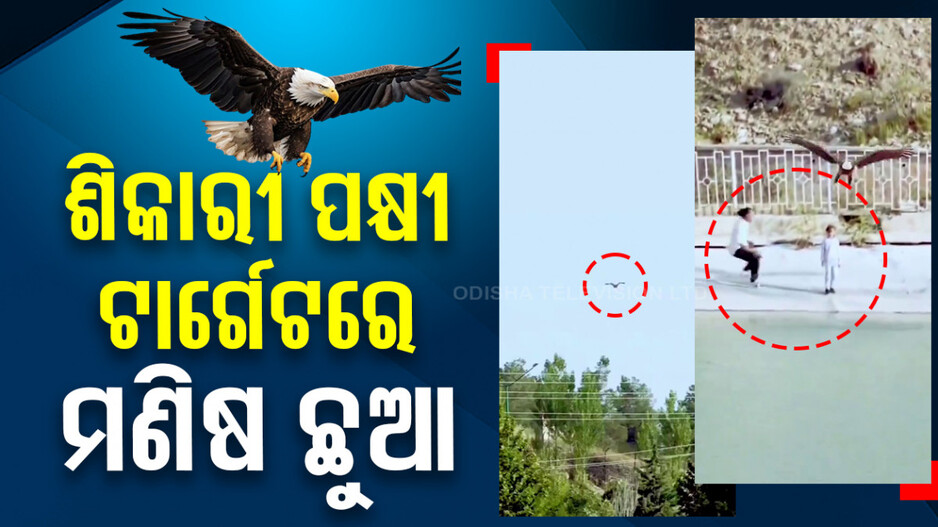 ଶିକାରୀ ପକ୍ଷୀ ଟାର୍ଗେଟରେ ମଣିଷ ଛୁଆ