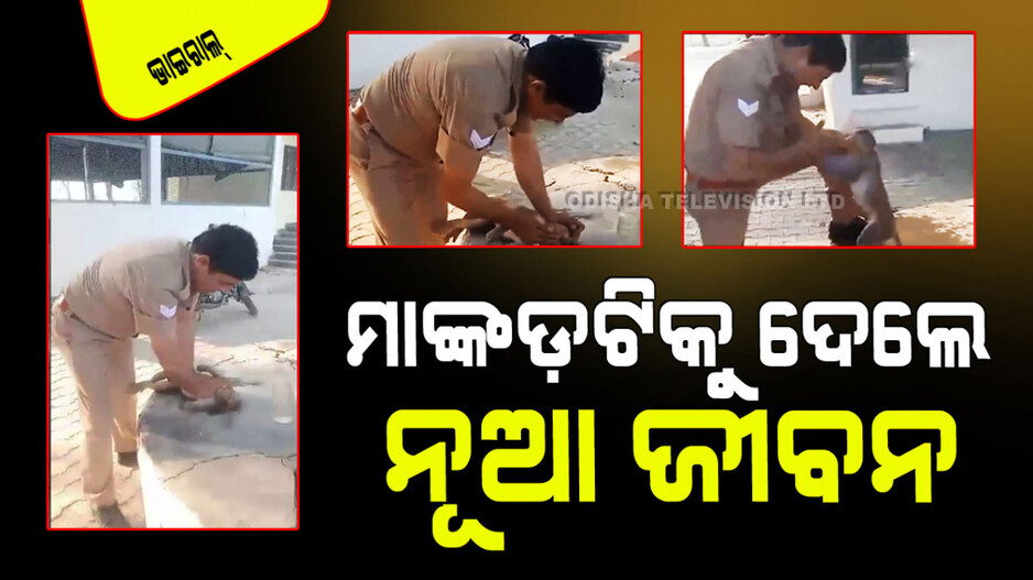 Viral Video: ପୋଲିସ ବାବୁଙ୍କ ମାନବିକତା; ଏମିତି କରି ମୃତପ୍ରାୟ ମାଙ୍କଡଟିକୁ ବଞ୍ଚେଇଦେଲେ
