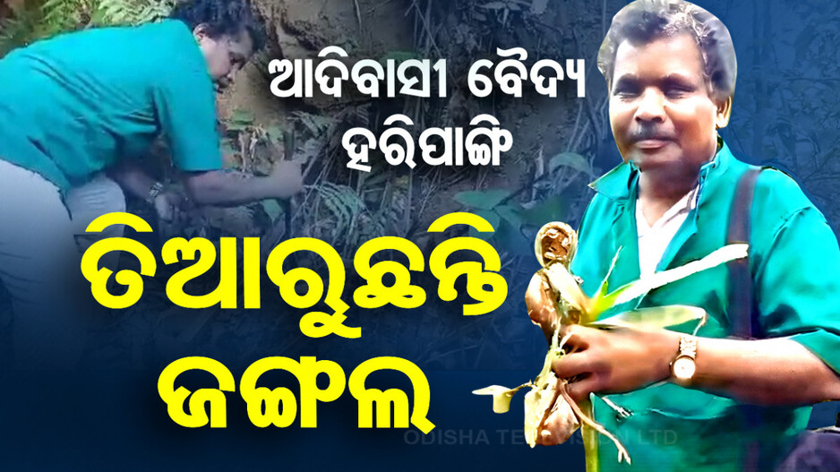 ଚାଲ ଲଗେଇବା ଗଛ