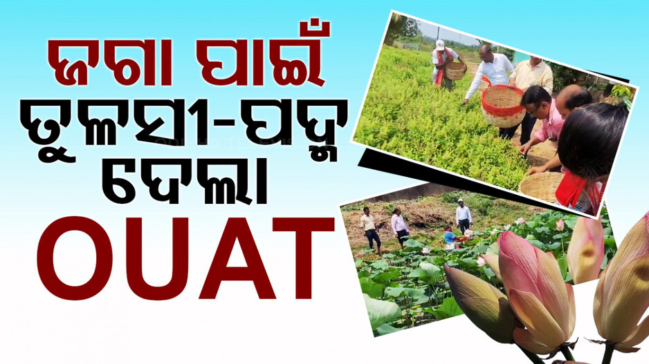 OUATରୁ ଜଗା ପାଇଁ ଯିବ ୬୦ କେଜି ତୁଳସୀ ଓ ୧୦୦ଟି ପଦ୍ମ