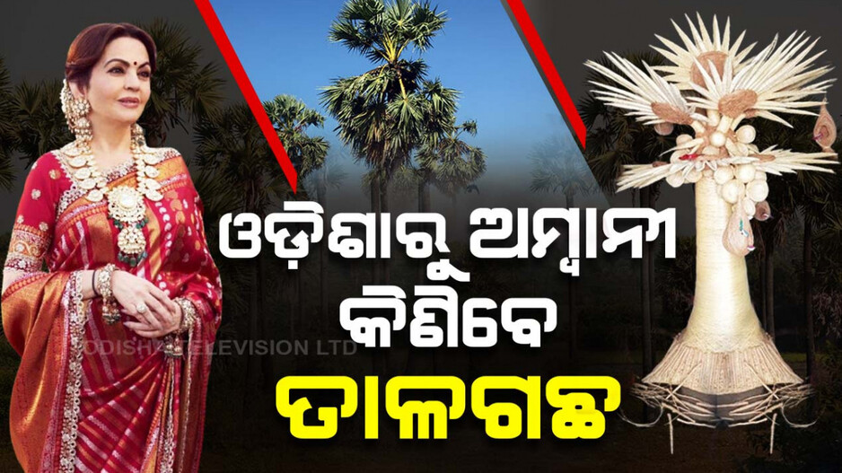ଓଡ଼ିଶାରୁ ଅମ୍ବାନୀ କିଣିବେ ତାଳଗଛ