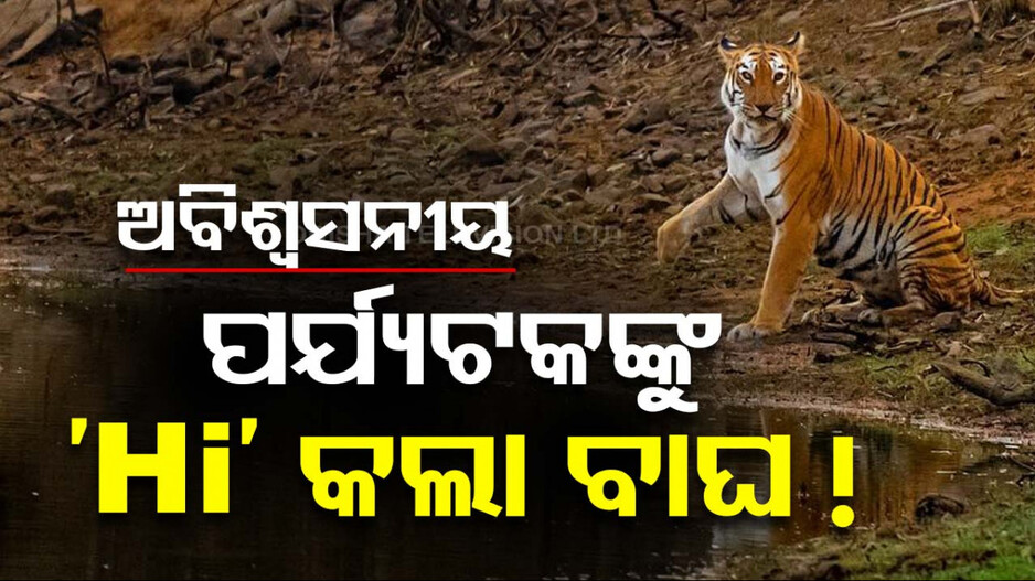ଆଶ୍ଚର୍ଯ୍ୟ ! ପର୍ଯ୍ୟଟକଙ୍କୁ ଗୋଡ ହଲାଇ ସ୍ୱାଗତ କଲା ବାଘୁଣୀ ‘ମାୟା’; ଦେଖନ୍ତୁ ଭିଡ଼ିଓ...