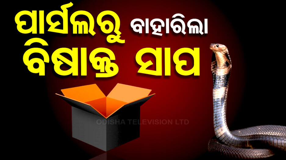 ଆମାଜନ୍ ପାର୍ସଲରୁ ବାହାରିଲା ଜୀଅନ୍ତା ନାଗ ସାପ, ଦେଖନ୍ତୁ ଭିଡିଓ...