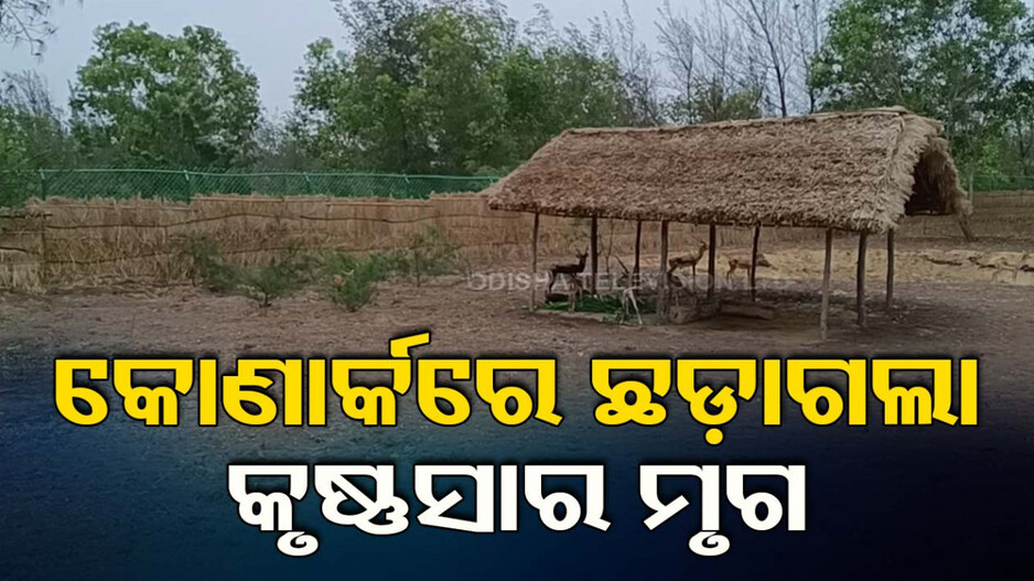 କୃଷ୍ଣସାର ମୃଗଙ୍କୁ ନନ୍ଦନକାନନରୁ ଆଣିଲେ, କୋଣାର୍କ ବାଲୁଖଣ୍ତରେ ଛାଡ଼ିଲେ