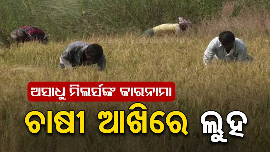 ମଣ୍ଡିରେ ପଡିଛି ଅମଳ ଧାନ; କଟନୀଛଟନୀ ନେଇ ଚିନ୍ତାରେ ଚାଷୀ