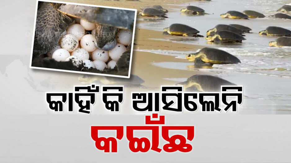 ଖାଁ ଖାଁ ଋଷିକୁଲ୍ୟା ମୁହାଁଣ । ଆଗନ୍ତୁକ ଅତିଥିଙ୍କ ଦେଖା ନାହିଁ...
